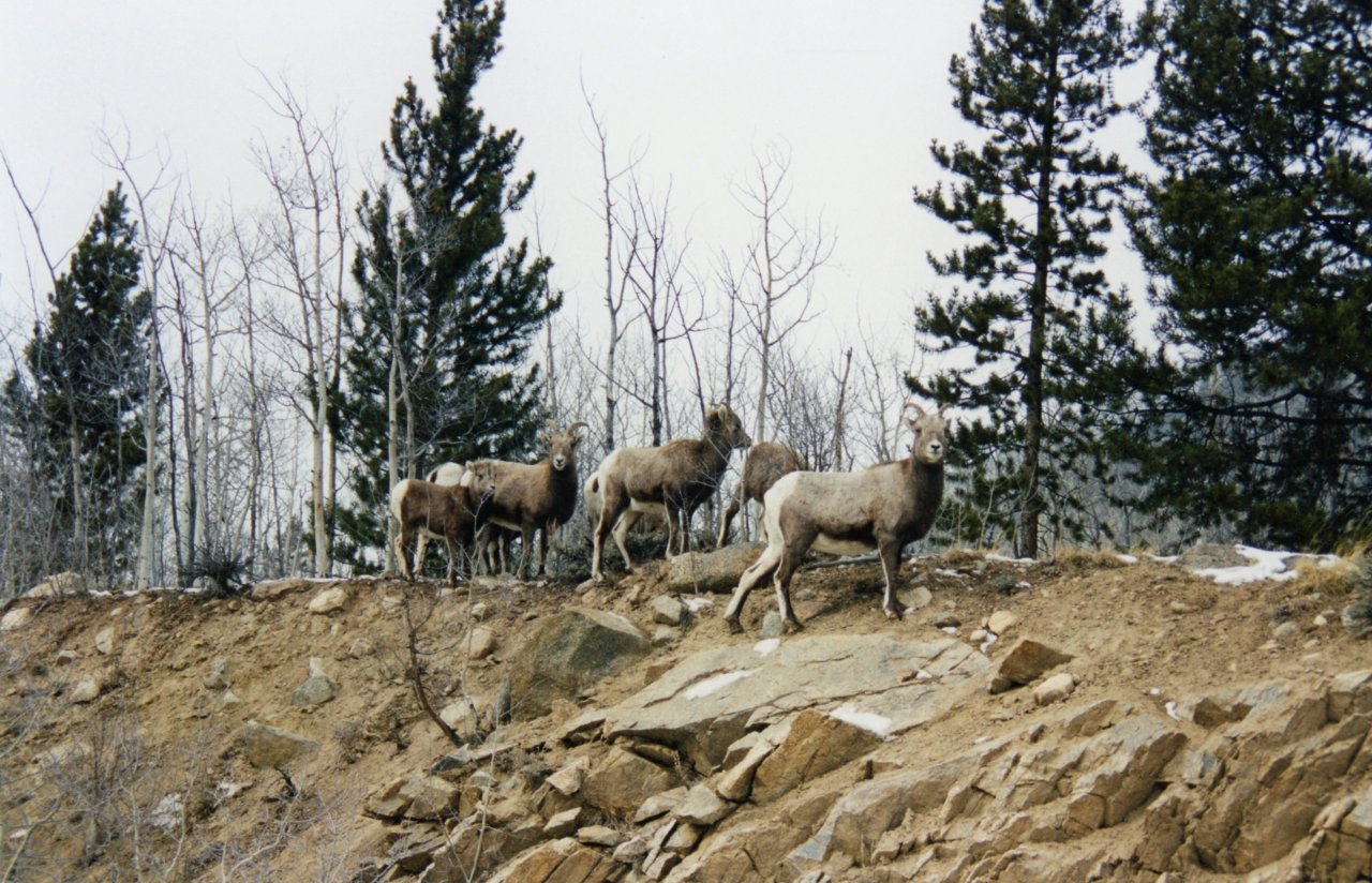 Colorado mountain goats